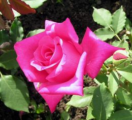 Peter Frankenfeld - By No machine-readable author provided. Schubbay assumed (based on copyright claims). [GFDL (http://www.gnu.org/copyleft/fdl.html), CC-BY-SA-3.0 (http://creativecommons.org/licenses/by-sa/3.0/) or CC BY-SA 2.5-2.0-1.0 (http://creativecommons.org/licenses/